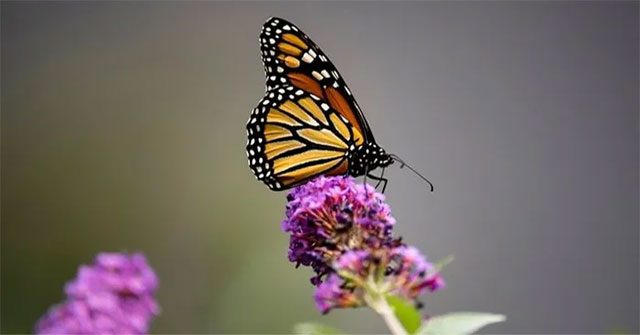 King Butterfly - The famous North American butterfly is in danger of extinction
