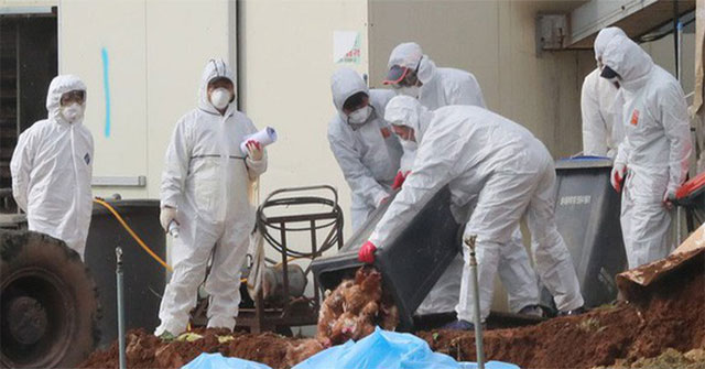 Korea confirms new H5N8 bird flu outbreak