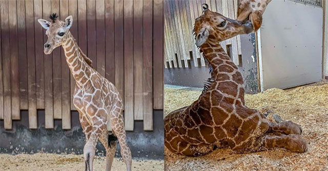 Labor is too fast, giraffe gives birth right in front of tourists