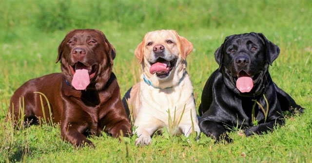 Labrador retrievers have a strange gene that makes them always hungry and fat easily