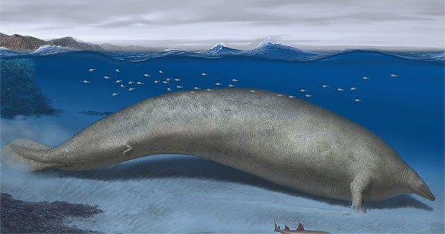 Largest creature on Earth discovered
