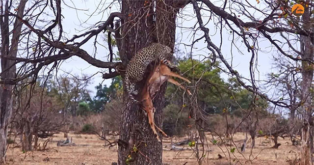 Leopard failed to hide prey