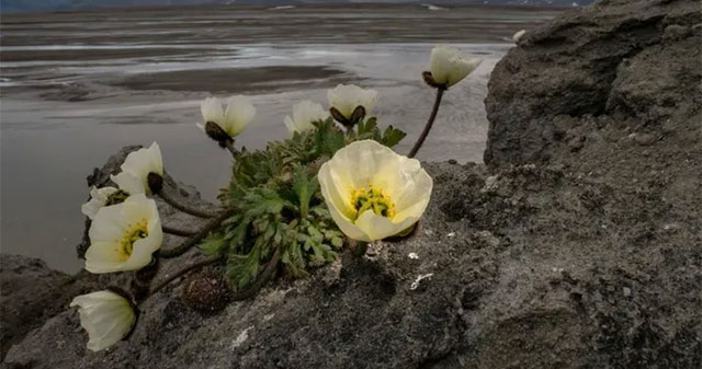 Let's look at the last flower clusters in the world's polar regions