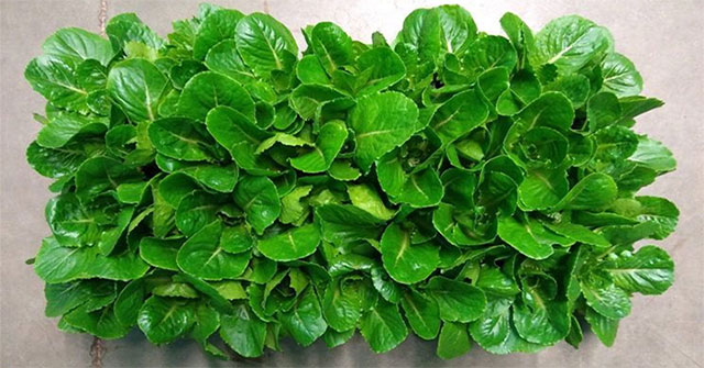 Lettuce helps astronauts improve health during long-term mission to Mars