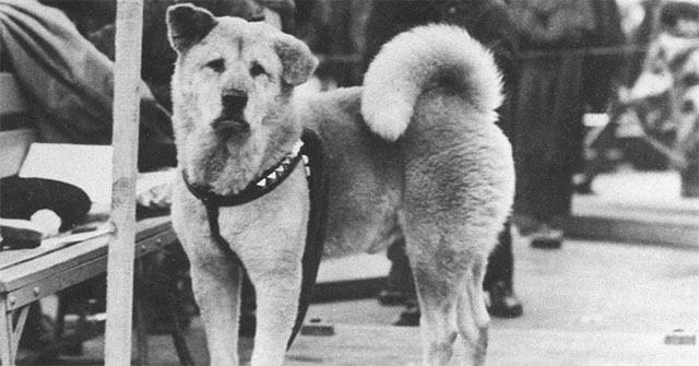 Little known facts about Hachiko - a dog that has been waiting for its owner for 10 years at the station platform