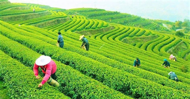 Little-known history of tea - The world's second most popular beverage after water