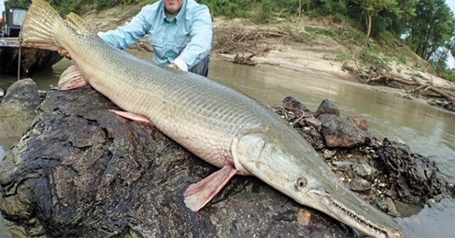 'Living fossil' fish haven't evolved in 100 million years