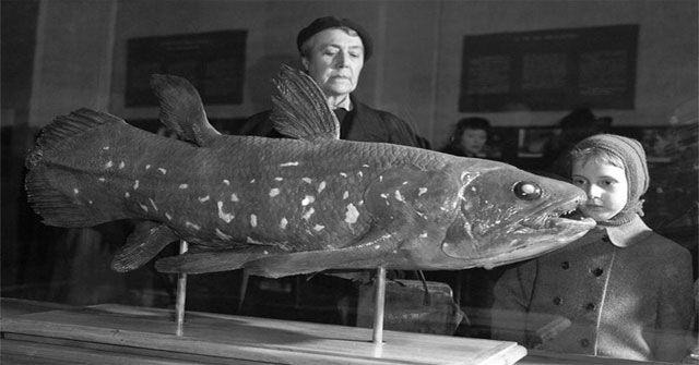 'Living fossil' fish is pregnant for 5 years