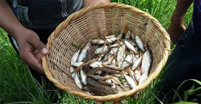 Lluvia de Peces - Mysterious unanswered fish rain in Honduras