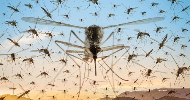 Los Angeles released 20,000 male mosquitoes to kill Aedes