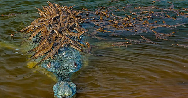 Lovely corner: Image of father crocodile carrying 100 baby crocodiles on his back