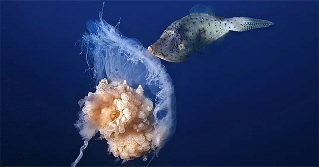 Magical images never seen before in jellyfish