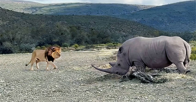 Male lion takes the hit when mate attacks rhino