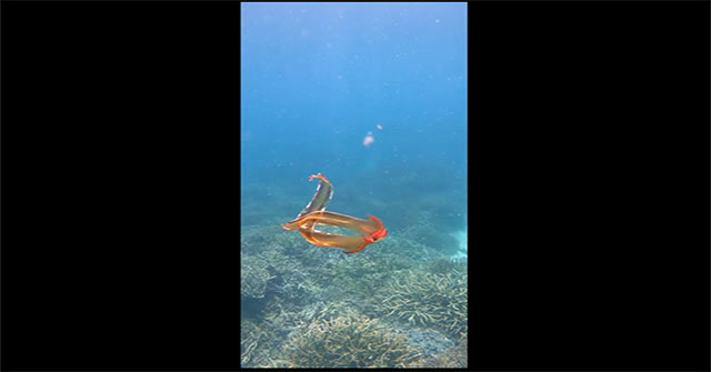 Male octopus species is 10,000 times smaller than female, but extremely 'aggressive'