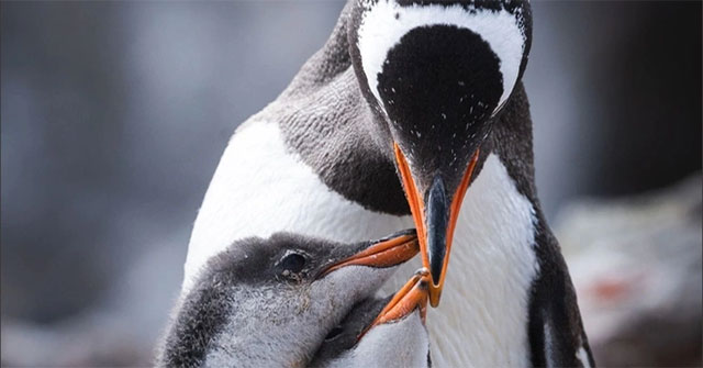 Male penguins fast for 65 days standing still and incubating eggs
