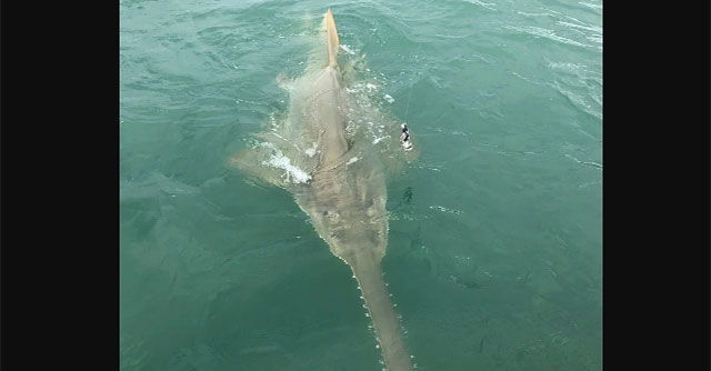 Man encounters a 4-meter-long 'monster' during a fishing trip at sea
