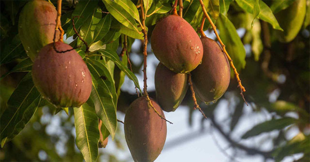 Mango-scented road project causes controversy in Spain