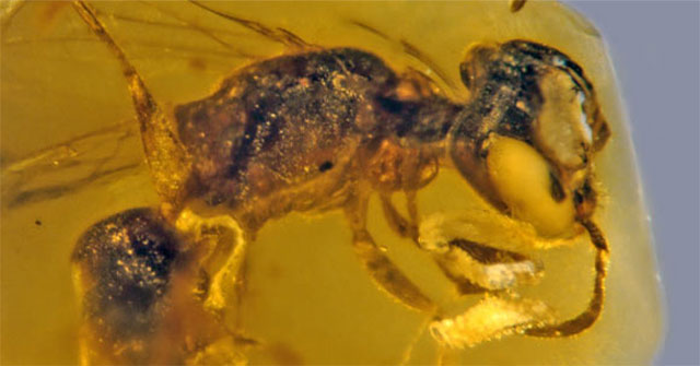 Many pet creatures are 'living fossils' from lost supercontinents