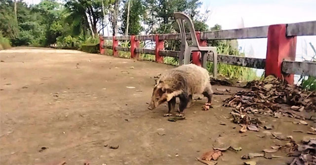 Many rare animal species reappear in Bach Ma forest