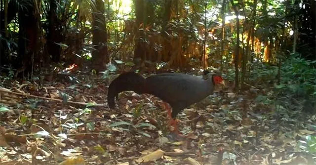 Many rare animals discovered in Ke Go Nature Reserve