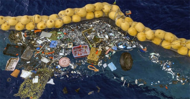 Many sea creatures form flocks and nest on plastic trash floating in the ocean