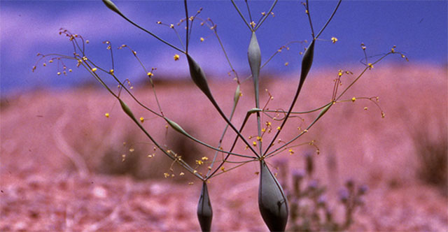 Many times gold has been found, experts say: Wherever there is this plant, there may be treasure