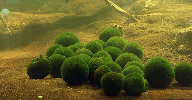 Marimo: What is the extremely 'cute' algae ball that is currently loved by young people?