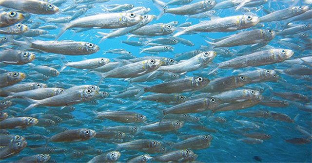 Marine fish grow slowly because of plastic pollution and global warming