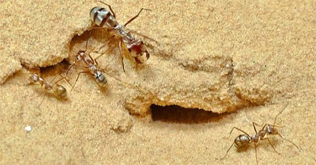Marvel at the small animal that can run 47 steps per second