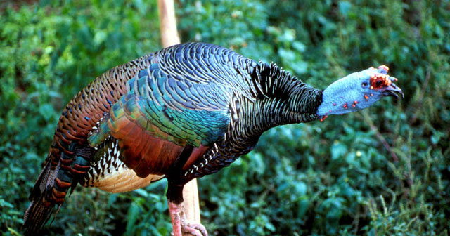 Maybe you don't know: Turkeys were once worshiped as gods!