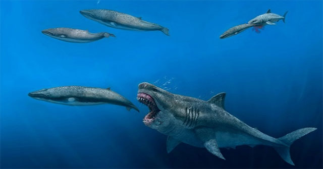 Megalodon sharks can eat killer whales