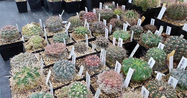 Meise Botanical Garden: Home to rare plants