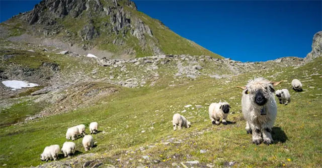 Melt with the beauty of the 'world's cutest' black-nosed sheep