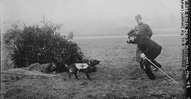 Mercy dog ​​- Unsung heroes of World War I