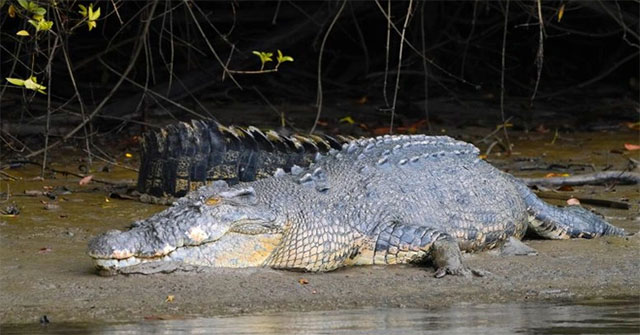 Meteors made dinosaurs extinct, why are crocodiles still alive?