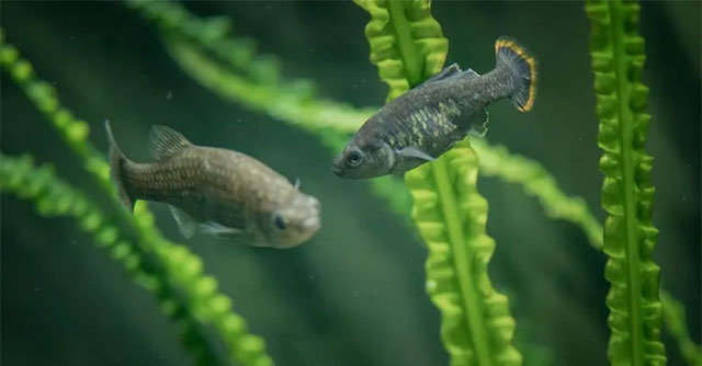 Mexico makes a miracle about resurrecting an extinct endemic fish species