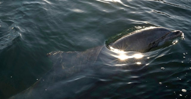 Microplastics detected in breath of wild dolphins for first time: Warning of widespread plastic pollution!