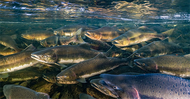 Migratory freshwater fish populations have declined by more than 80% since 1970