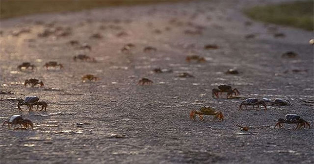 Millions of red crabs migrate to the Gulf of Cuba