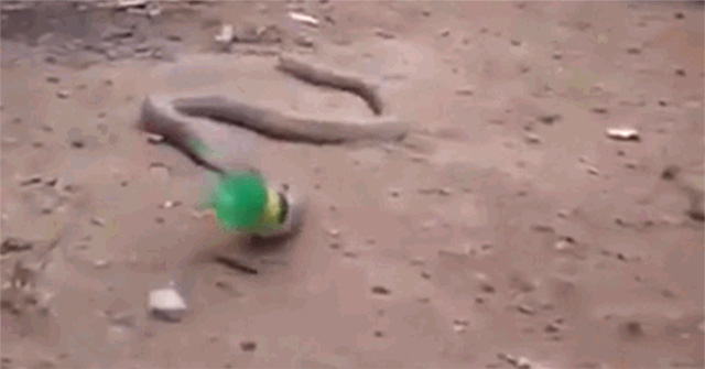 Mistaking plastic bottles for food, stupid cobra almost killed himself