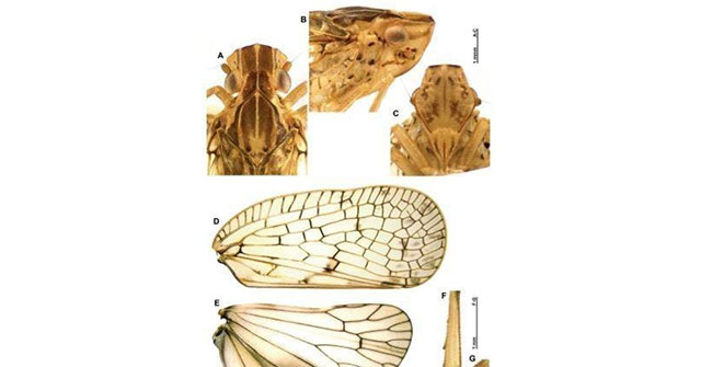 Monitoring natural habitat change from the discovery of 2 new cicada species