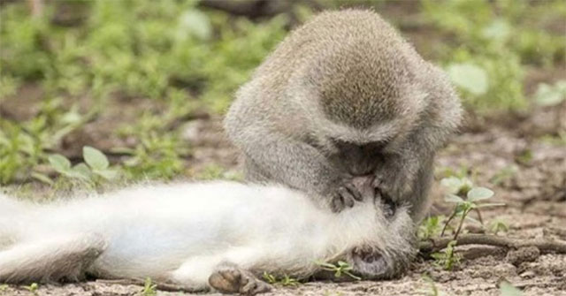 Monkey first aid, artificial respiration to save fellow victims of accidents and unexpected truth