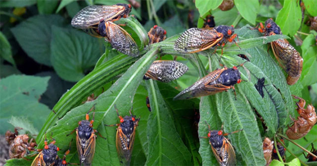 More than a trillion cicadas are about to invade America after 221 years