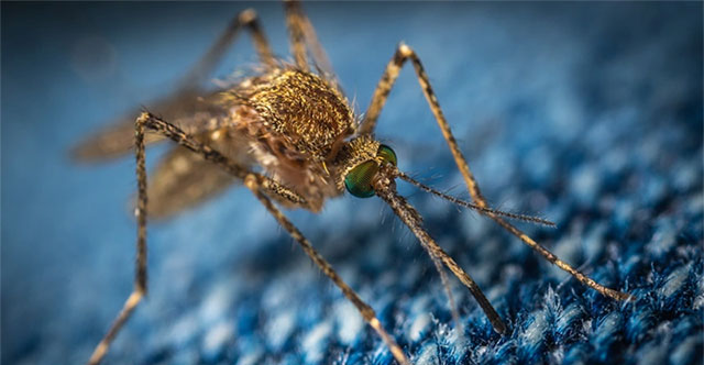 Mosquito-borne virus can cause nerve damage