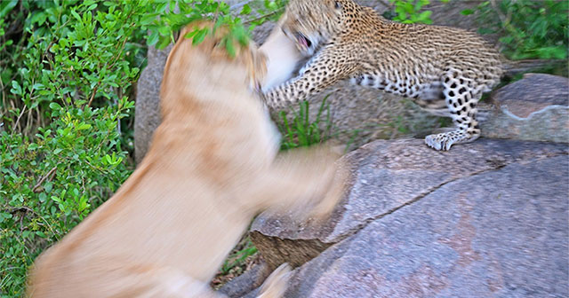 Mother leopard risks her life to wrestle with lion to protect her cub