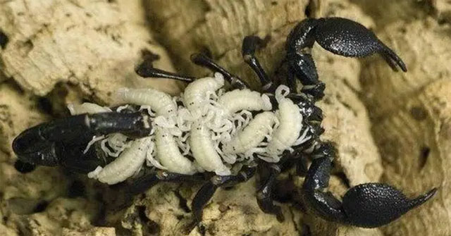 Mother Scorpion Carrying Her Baby: The Photo Is Full of Motherly Love, Until You Know the Terrifying Truth Behind It