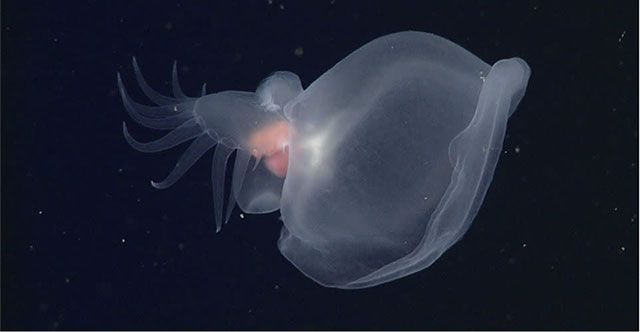 Mysterious animal glowing in the dark ocean discovered