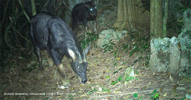 Mysterious animals revealed in the deep forests of Vietnam