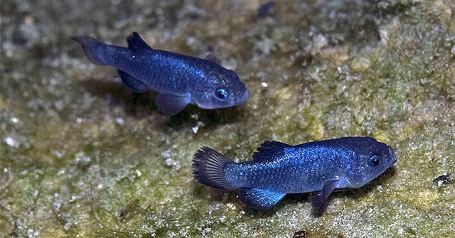 'Mysterious' fish species: There were 37 fish left, living in Devil's Hole, conservation costs amounted to more than 90 billion VND