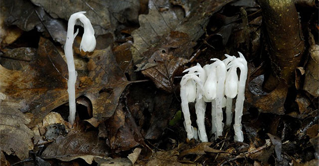Mysterious 'ghost' tree lives without photosynthesis